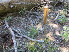 Claytonia lanceolata