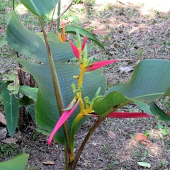 Heliconia aemygdiana
