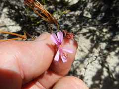 Pelargonium coronopifolium