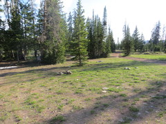 Claytonia lanceolata