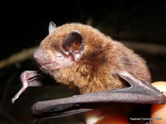 Grandidier's Serotine photo 3