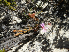Pelargonium coronopifolium