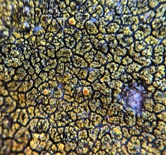 Flavoplaca flavocitrina