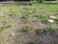 Claytonia lanceolata