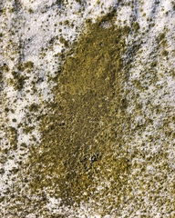 Flavoplaca flavocitrina