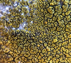 Flavoplaca flavocitrina