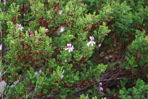Image of Pelargonium Panduriforme (Pelargonium panduriforme) by (c) Tony Rebelo, some rights reserved (CC BY-SA)
