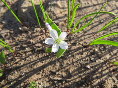 Claytonia lanceolata