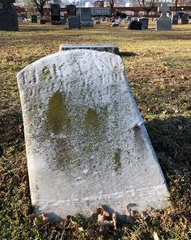 Flavoplaca flavocitrina