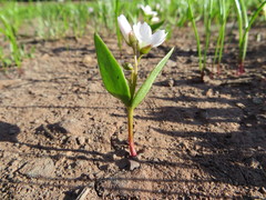 Claytonia lanceolata