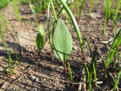 Claytonia lanceolata
