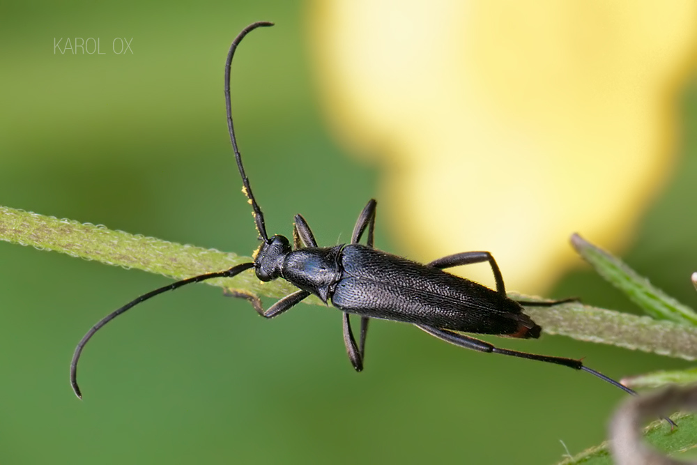 Stenurella nigra (Stenurella nigra)