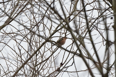 Fringilla coelebs