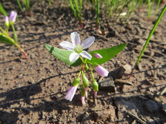 Claytonia lanceolata