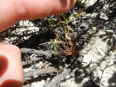 Pelargonium coronopifolium