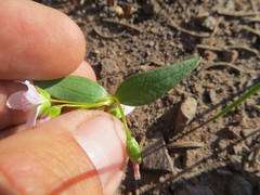 Claytonia lanceolata