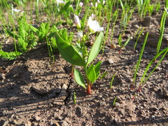 Claytonia lanceolata