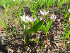 Claytonia lanceolata