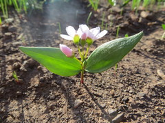 Claytonia lanceolata