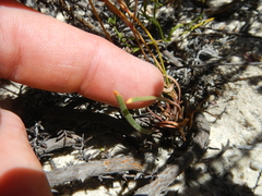 Pelargonium coronopifolium