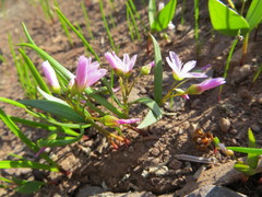 Claytonia lanceolata