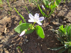 Claytonia lanceolata
