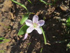 Claytonia lanceolata