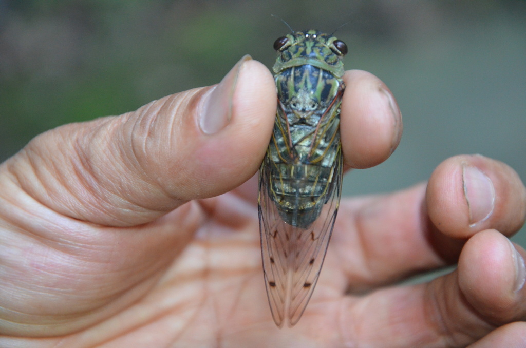 Platylomia duffelsi