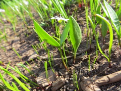 Claytonia lanceolata