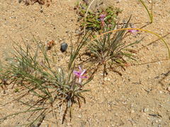 Pelargonium coronopifolium