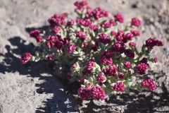 Cistanthe celosioides