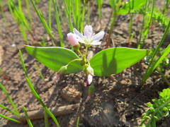 Claytonia lanceolata