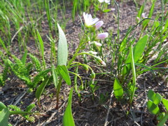 Claytonia lanceolata