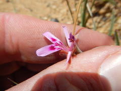 Pelargonium coronopifolium