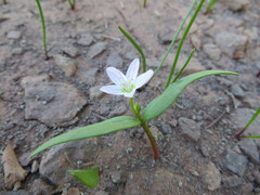 Claytonia lanceolata