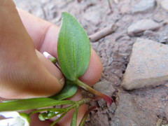 Claytonia lanceolata