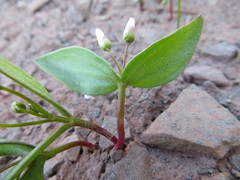 Claytonia lanceolata