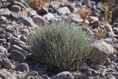 Ephedra breana