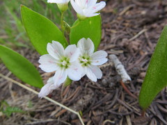 Claytonia lanceolata