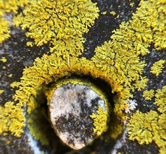 Candelaria concolor
