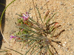 Pelargonium coronopifolium