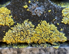 Candelaria concolor