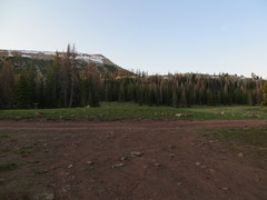 Claytonia lanceolata