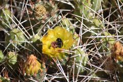 Maihueniopsis camachoi