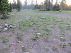 Claytonia lanceolata