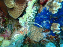 Corythoichthys flavofasciatus