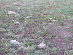 Claytonia lanceolata