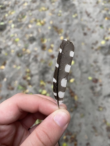 Plume de Pic épeichette
