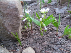 Claytonia lanceolata