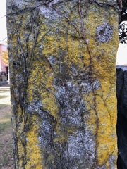 Candelaria concolor